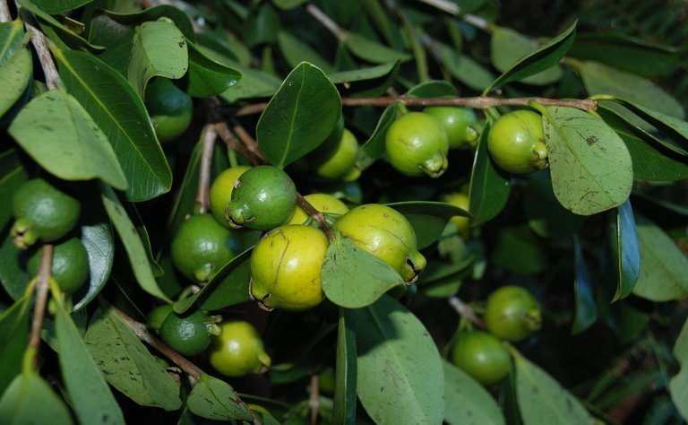 Guava Tree Fruit