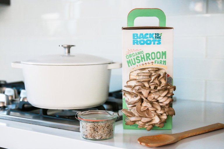 MushroomFarm_HiRes_phHollyLiss_6_of_10_1024x1024.jpg