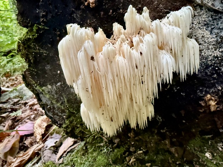 Hericium