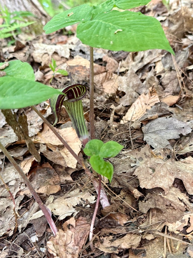 Jack in the Pulpit