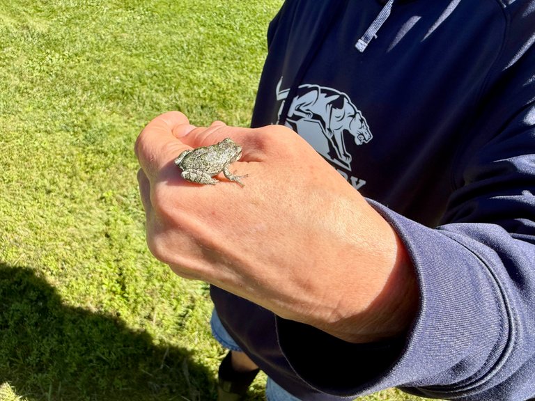 Tree frog