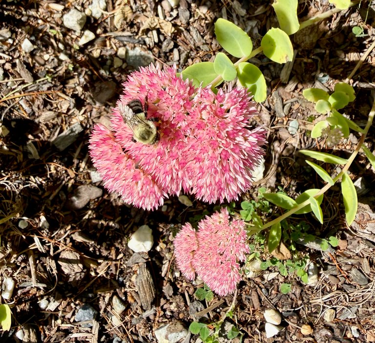 Bee on sedum
