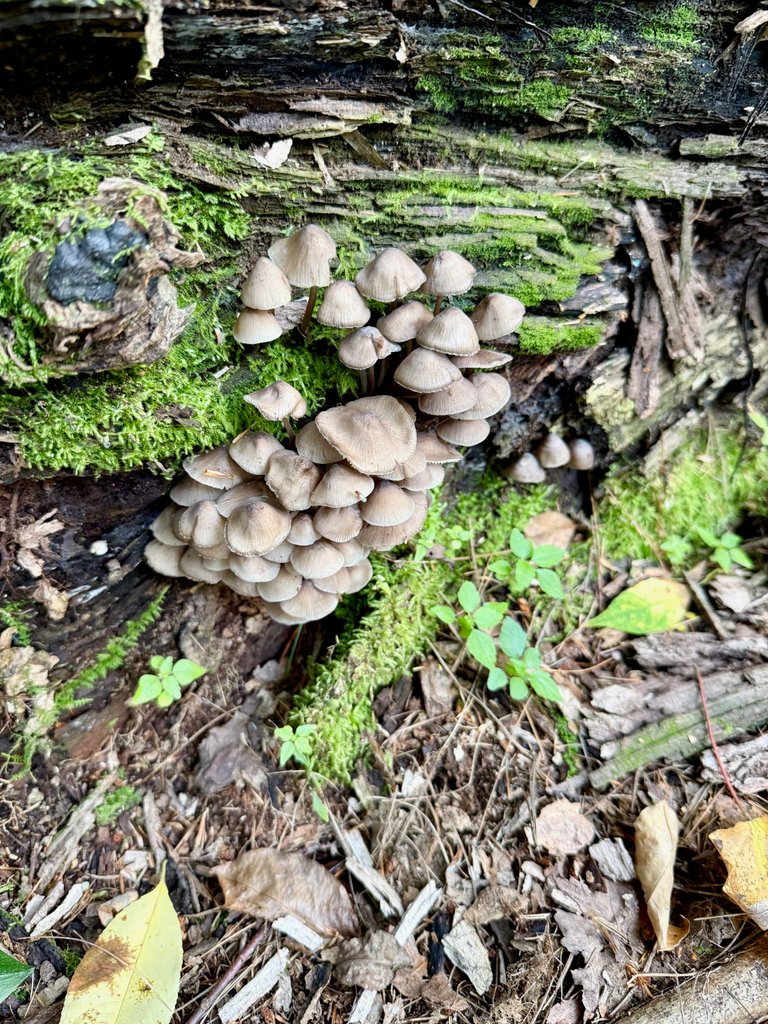 Mycena stipata