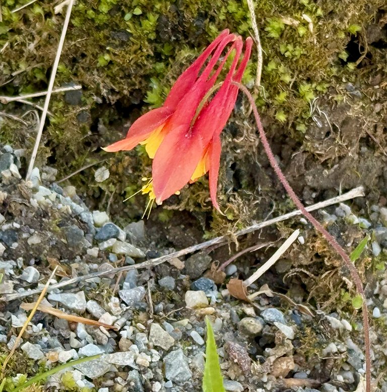 Columbine