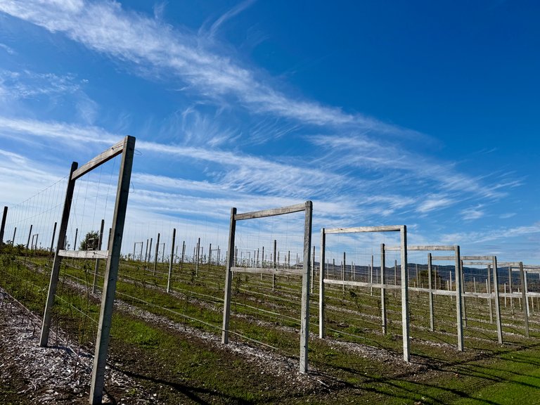 New trellis