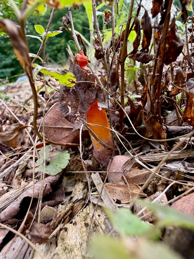 Through leaf