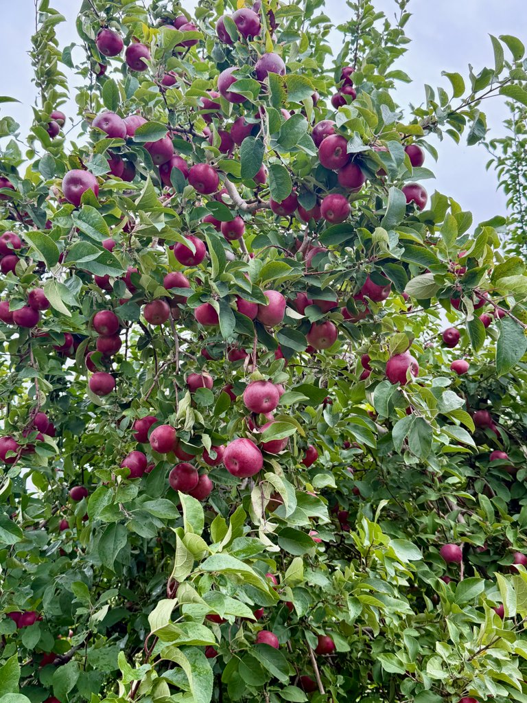Apples