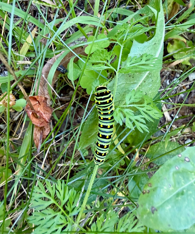 Caterpillar
