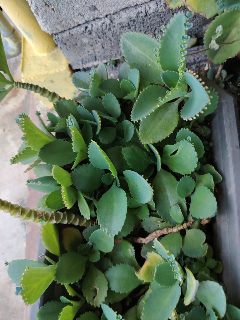 Kalanchoes.