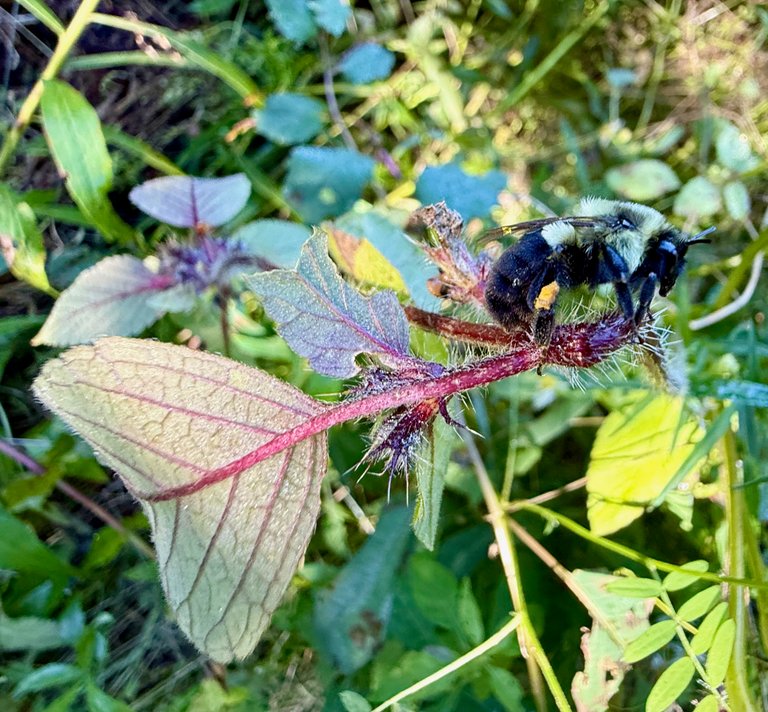 Eastern Bumble Bee