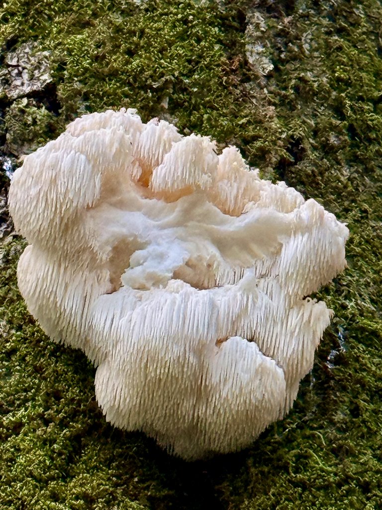 Harvested