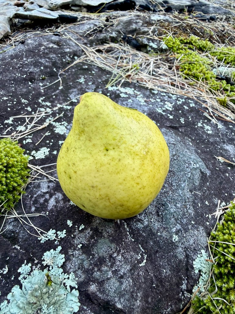 Golden Spice Pear
