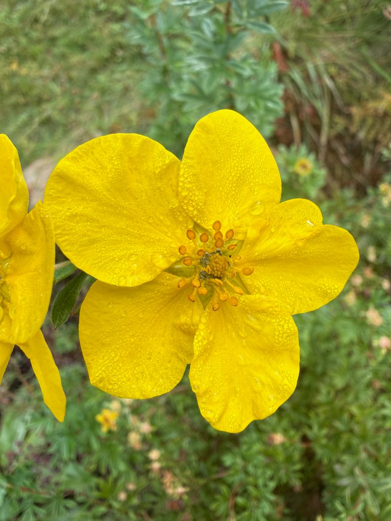 Yellow bloom