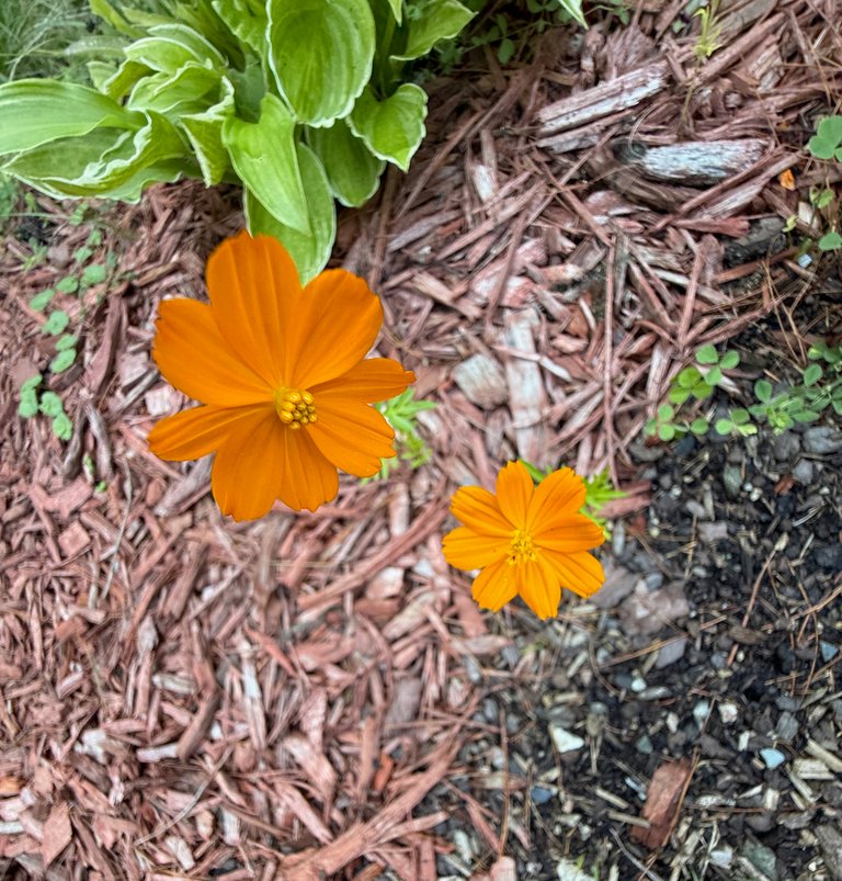 A pair