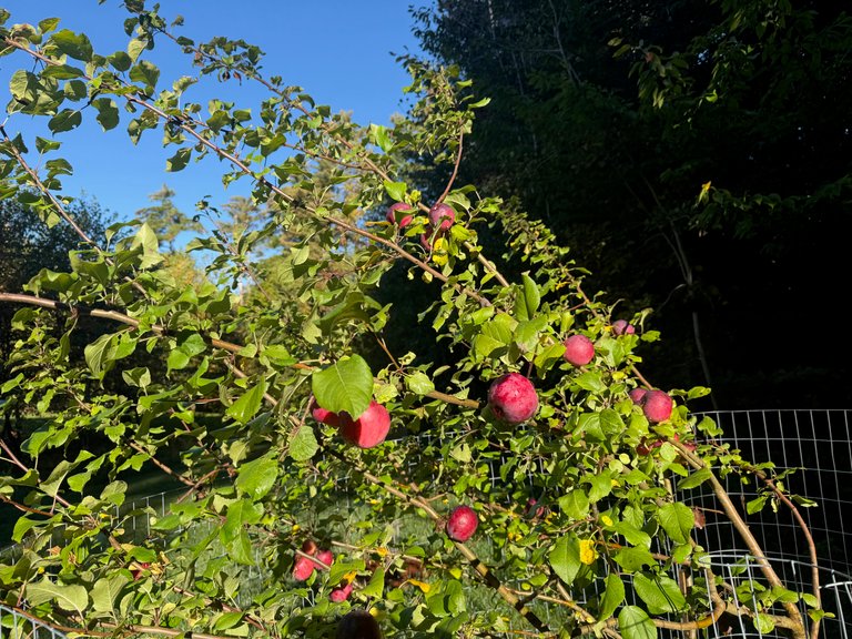 Liberty Apple Tree
