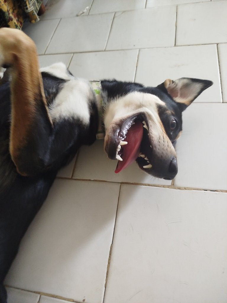 Cansadita 