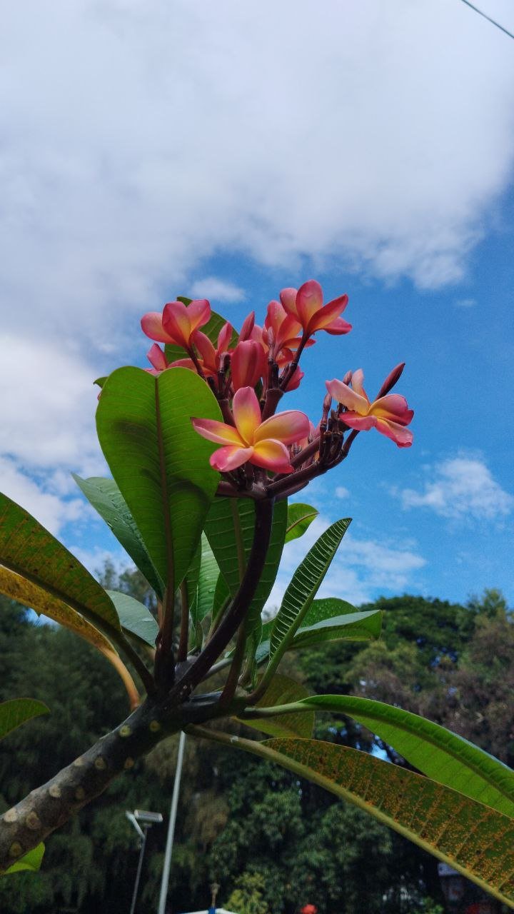 flower02.jpg