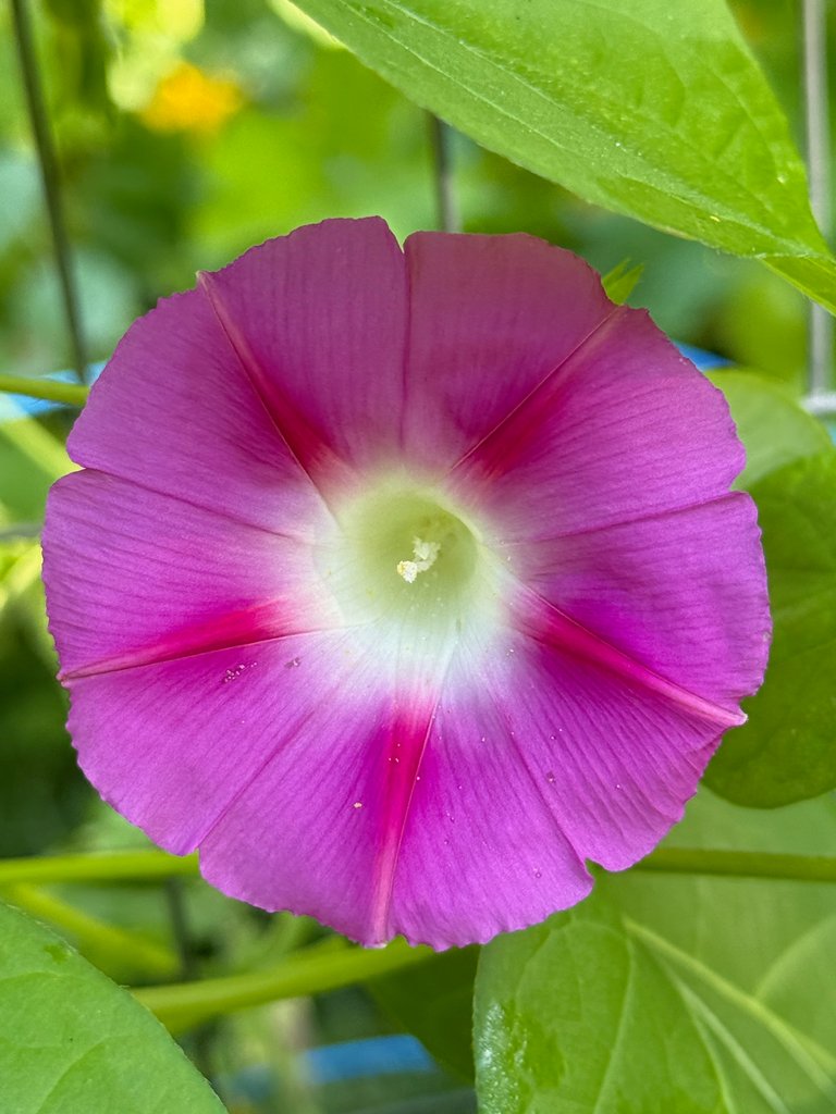 Backlit