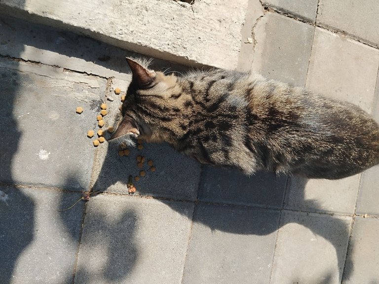 cat.jpg