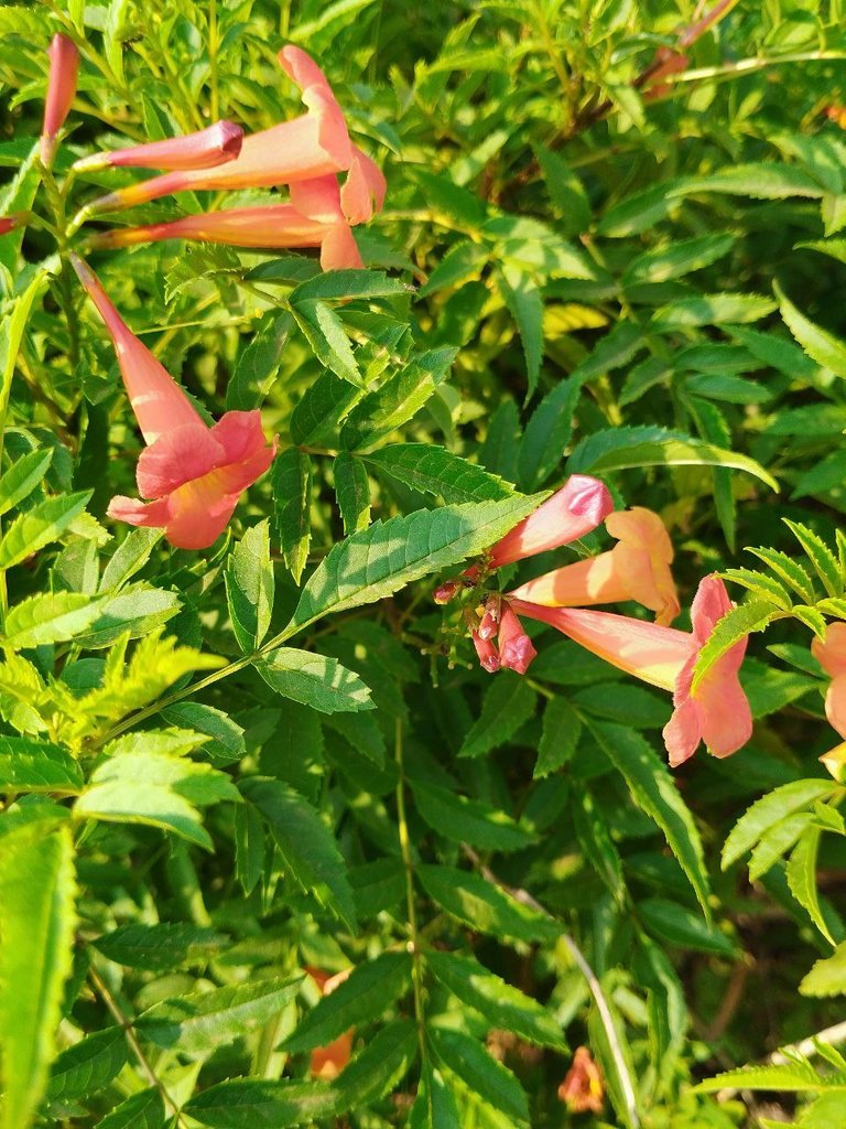 flower01.jpg