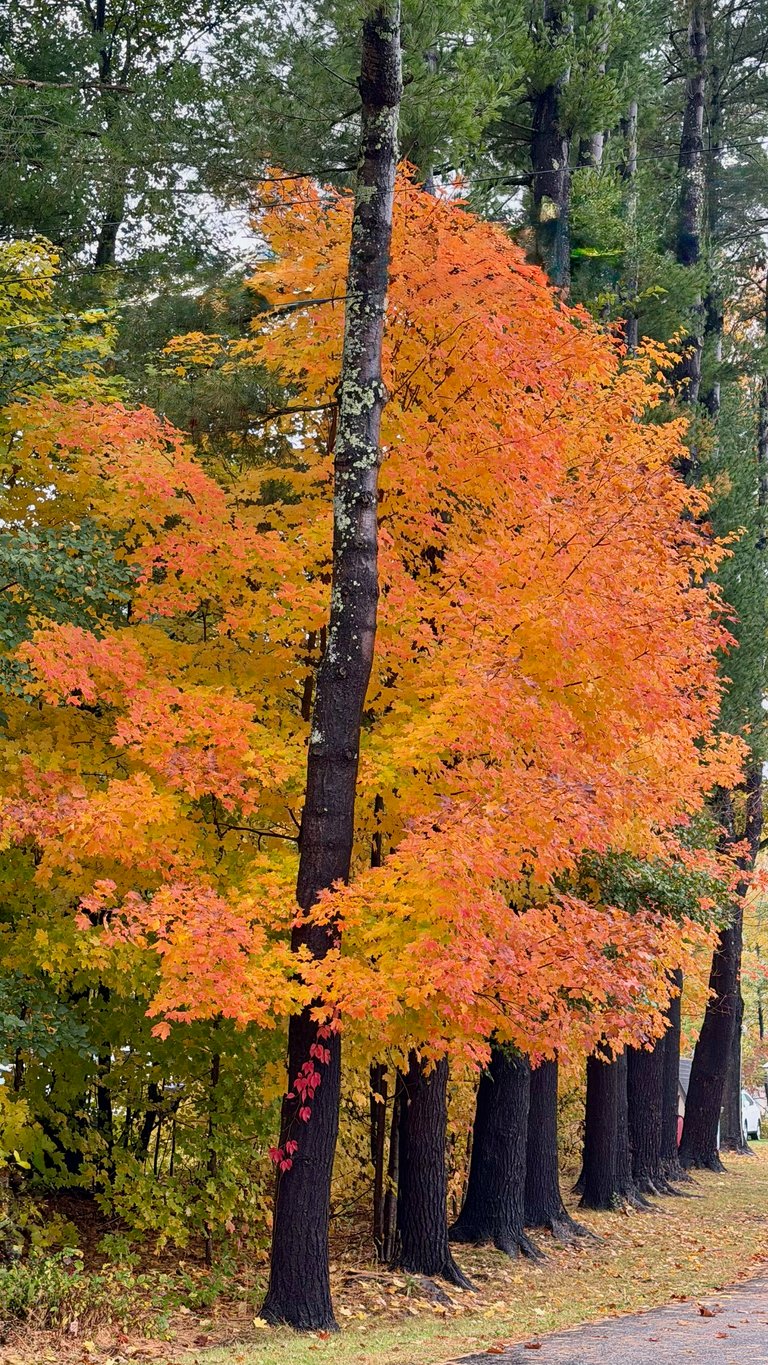 Maple