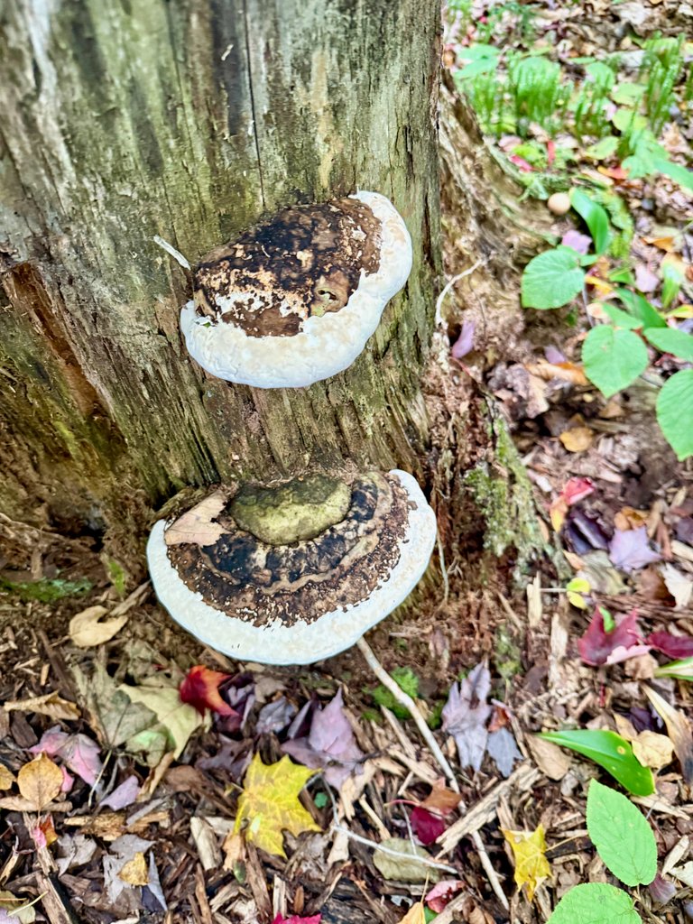 ?