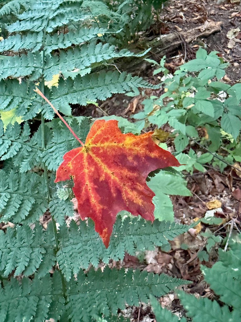 Red Maple