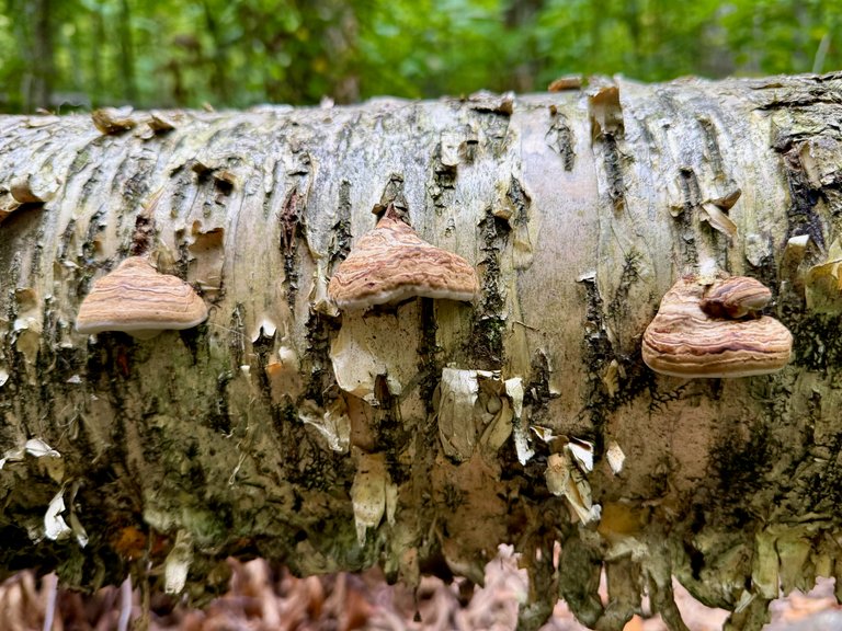 Horse hoof fungus