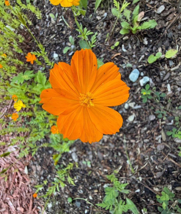 Cosmos