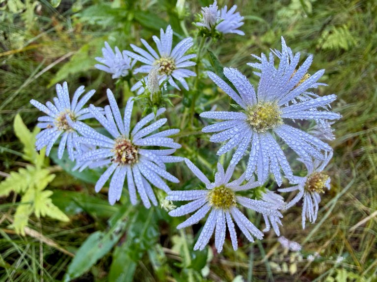 More Asters