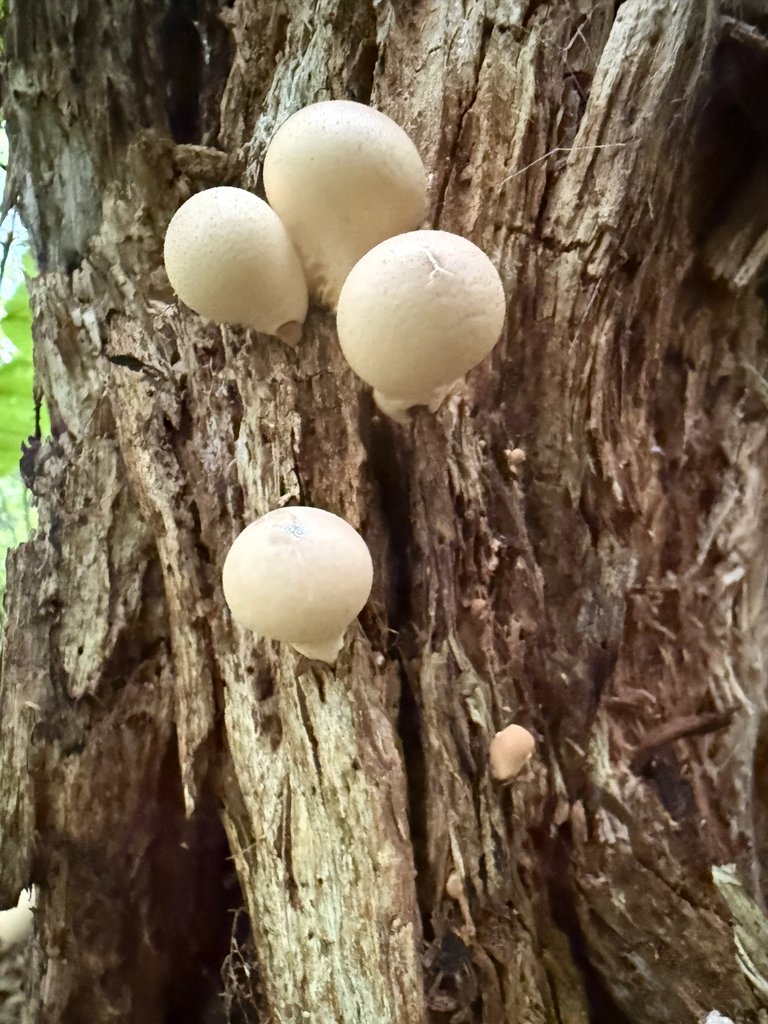Puffballs