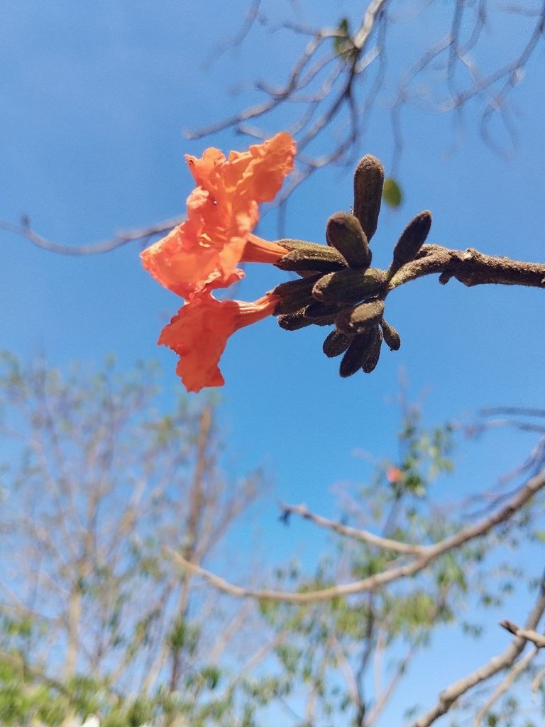 orange-flower.jpg