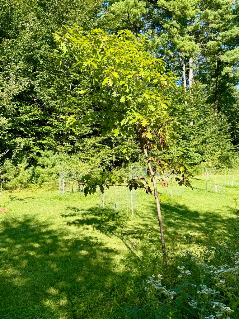Little oak