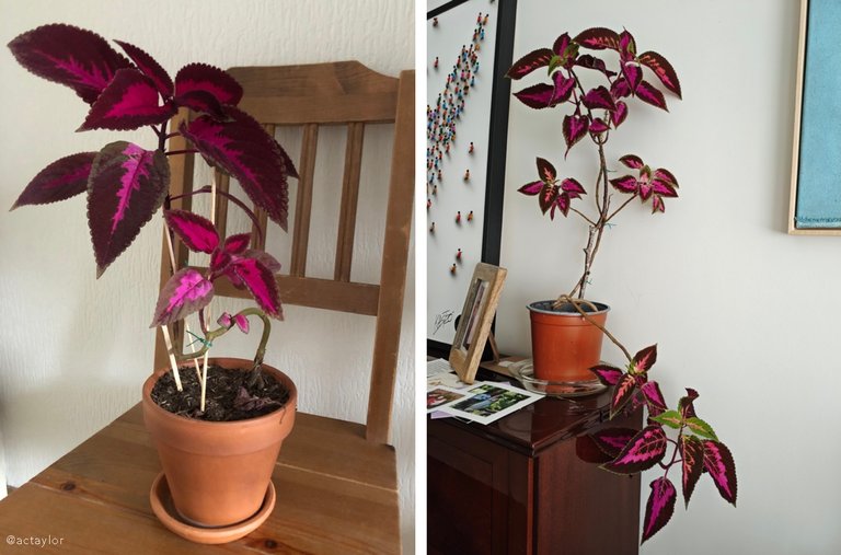 Coleus decurrens gürte – Coleus