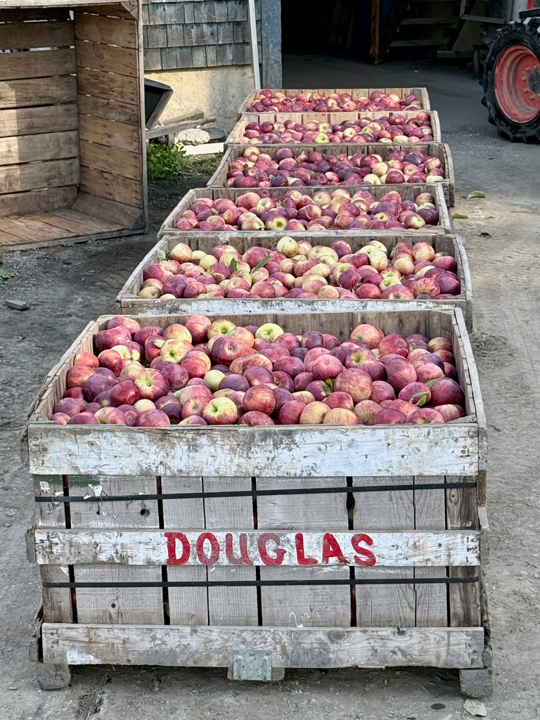 Apples
