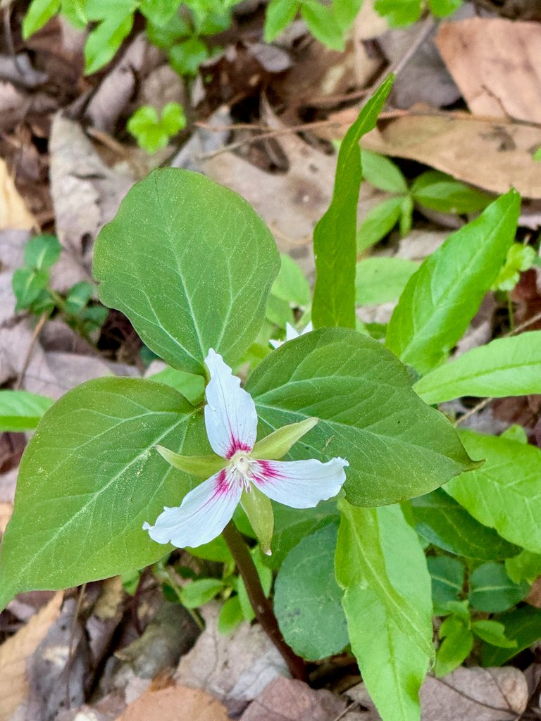 Tri color