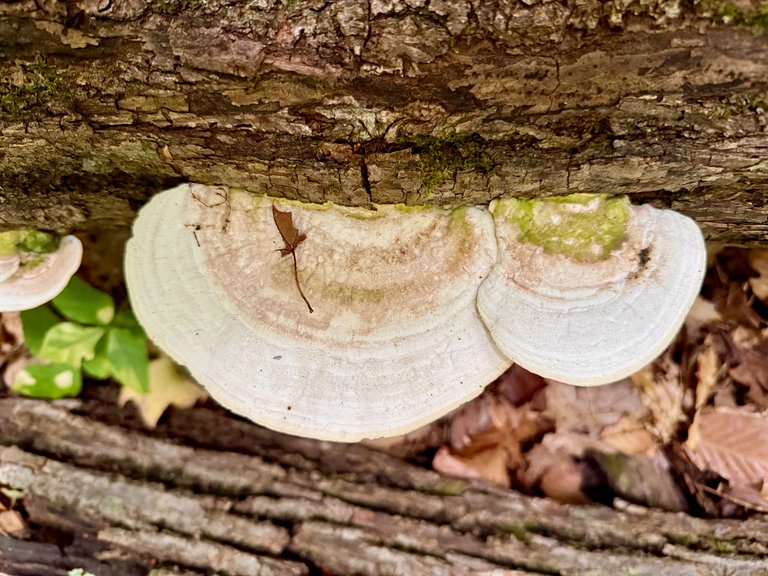 2 Bracket mushrooms