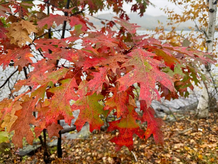 Oak leaves