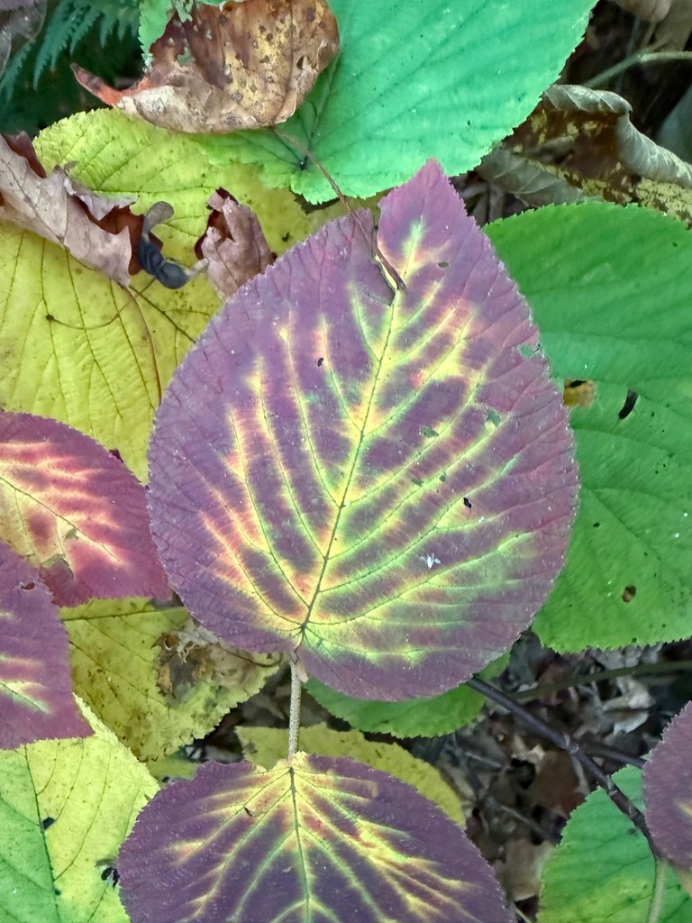 Yellow veins