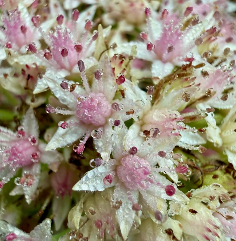 Seedum close up