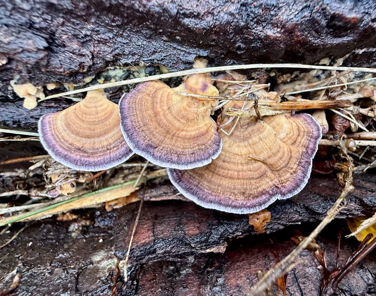 Turkeytail