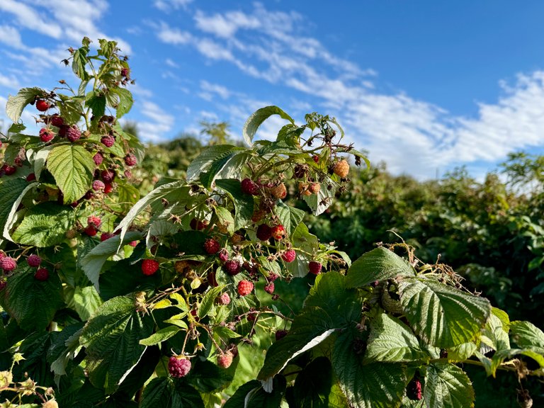 Raspberries