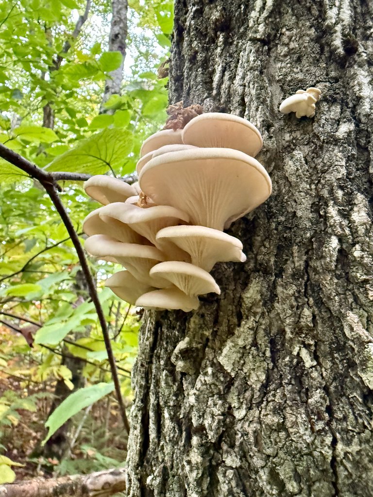 Oyster