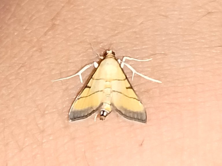 A Tiny Guest on My Hand