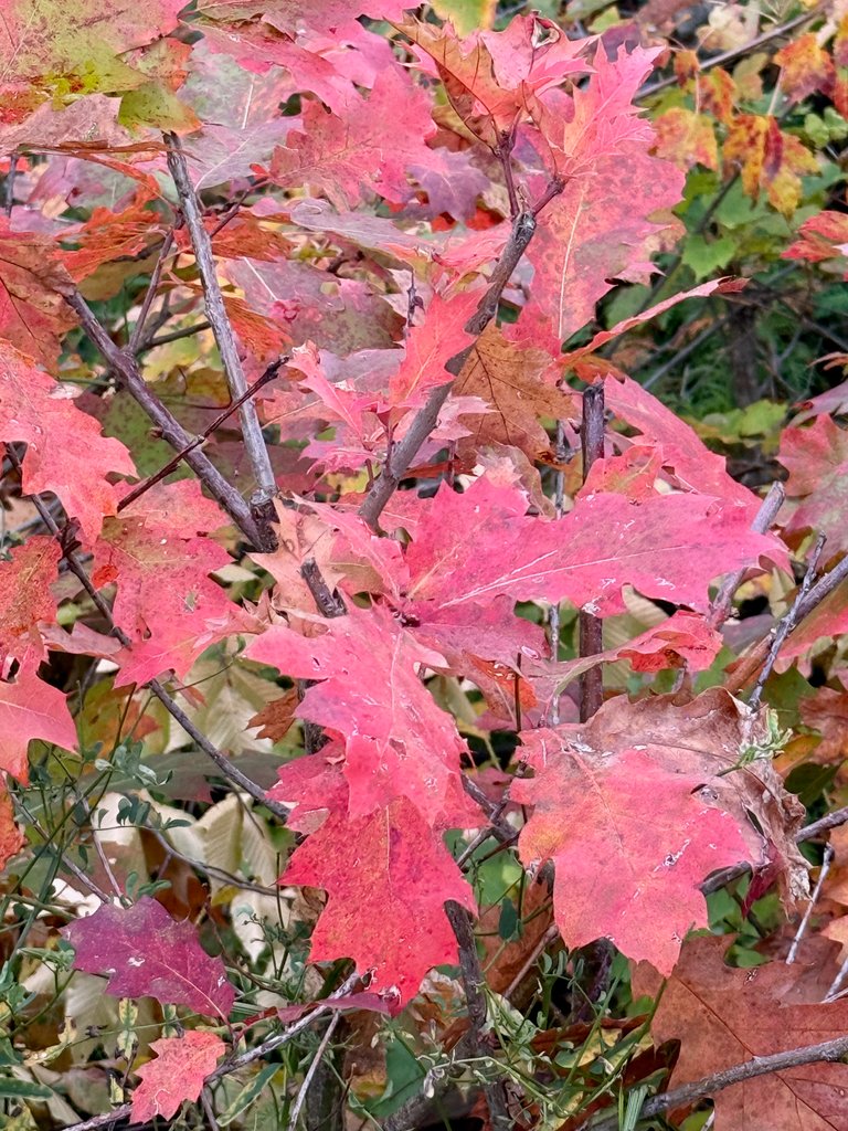 Oak