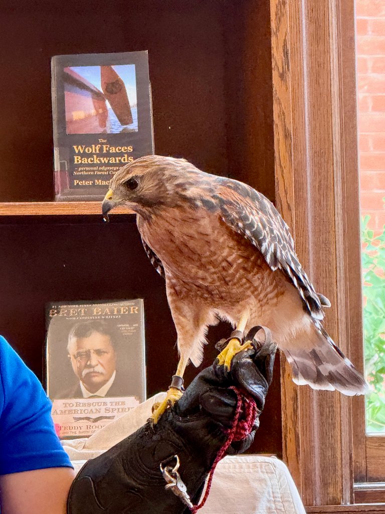 Red Shoulder Hawk