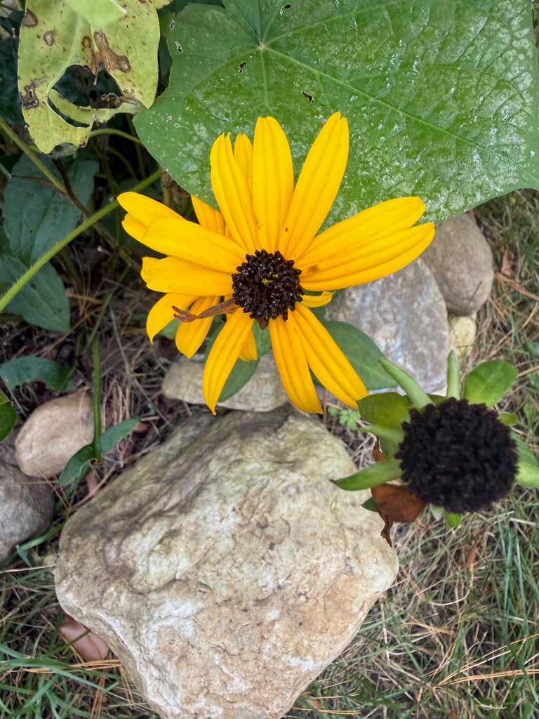Blackeyed Susan