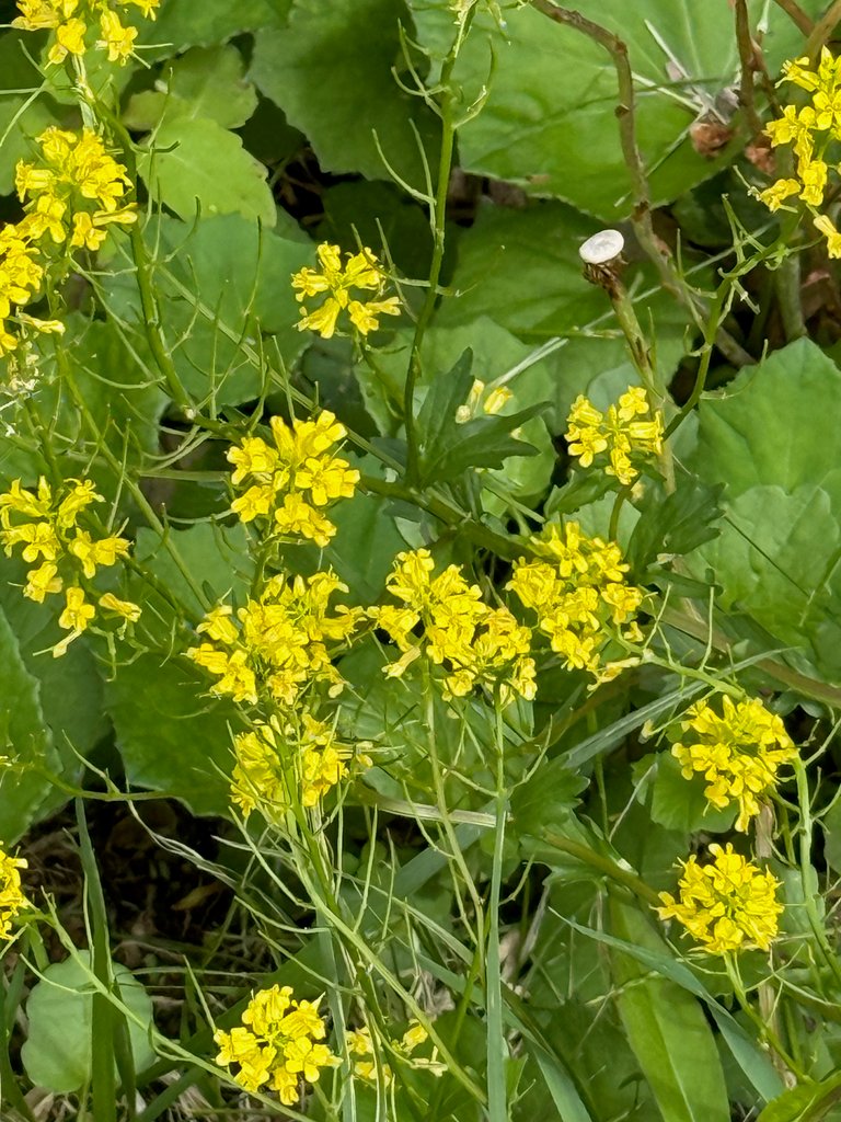 Yellow Rocket