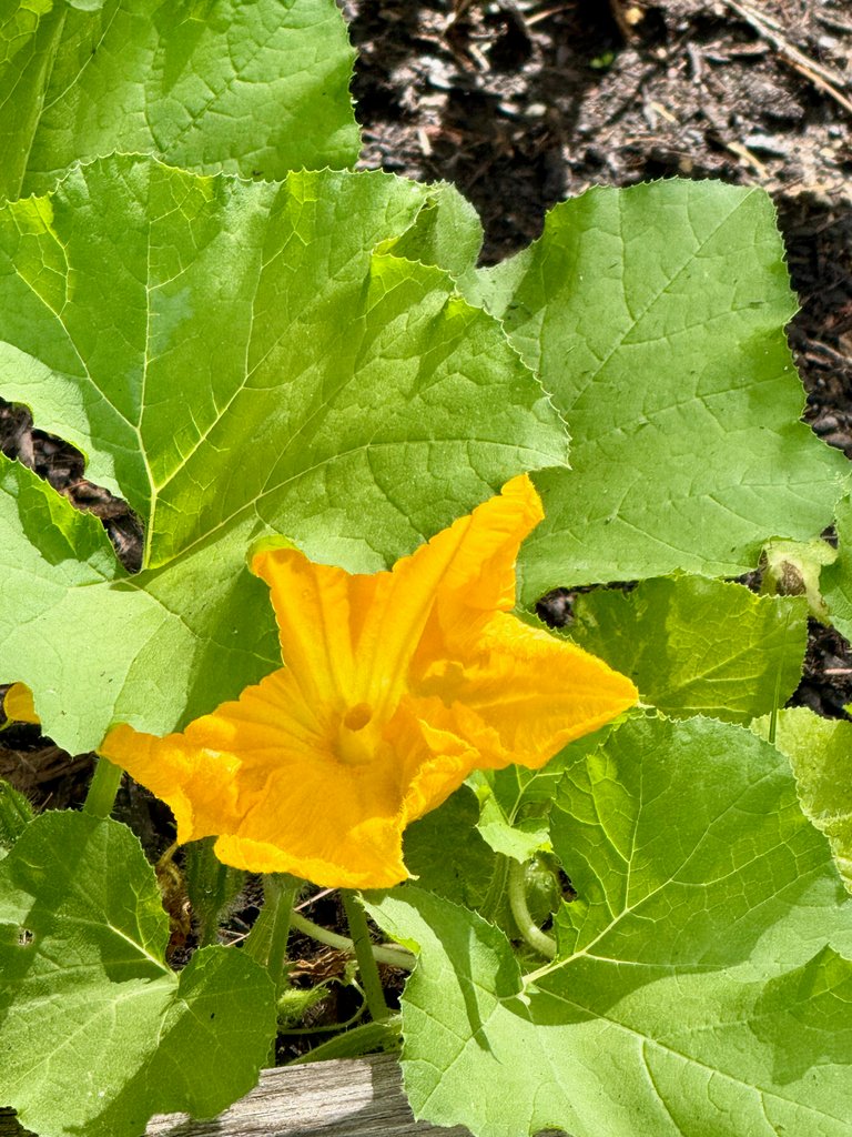 Squash
