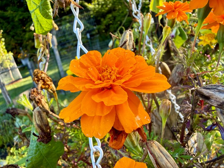 Marigold